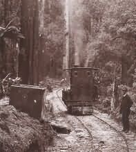 A typical bush railway